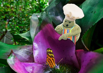 Tiny Chef at the California Academy of Sciences